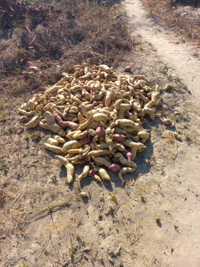 GITH Farming Initiative GITH Farming Initiative